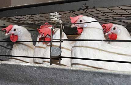 КУРЫ ПРОСЯТСЯ В ХОЗЯЙСТВА