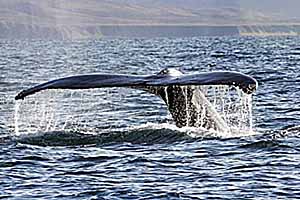 ПАВШИЕ МОРСКИЕ ИСПОЛИНЫ