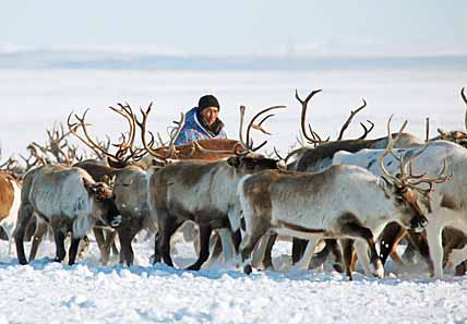 ТУНДРОВИКОВ НЕ ОБОШЛИ ПРЕМИЕЙ