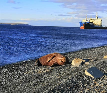 МОРЖ НЕ БОИТСЯ «КОНДОРА»