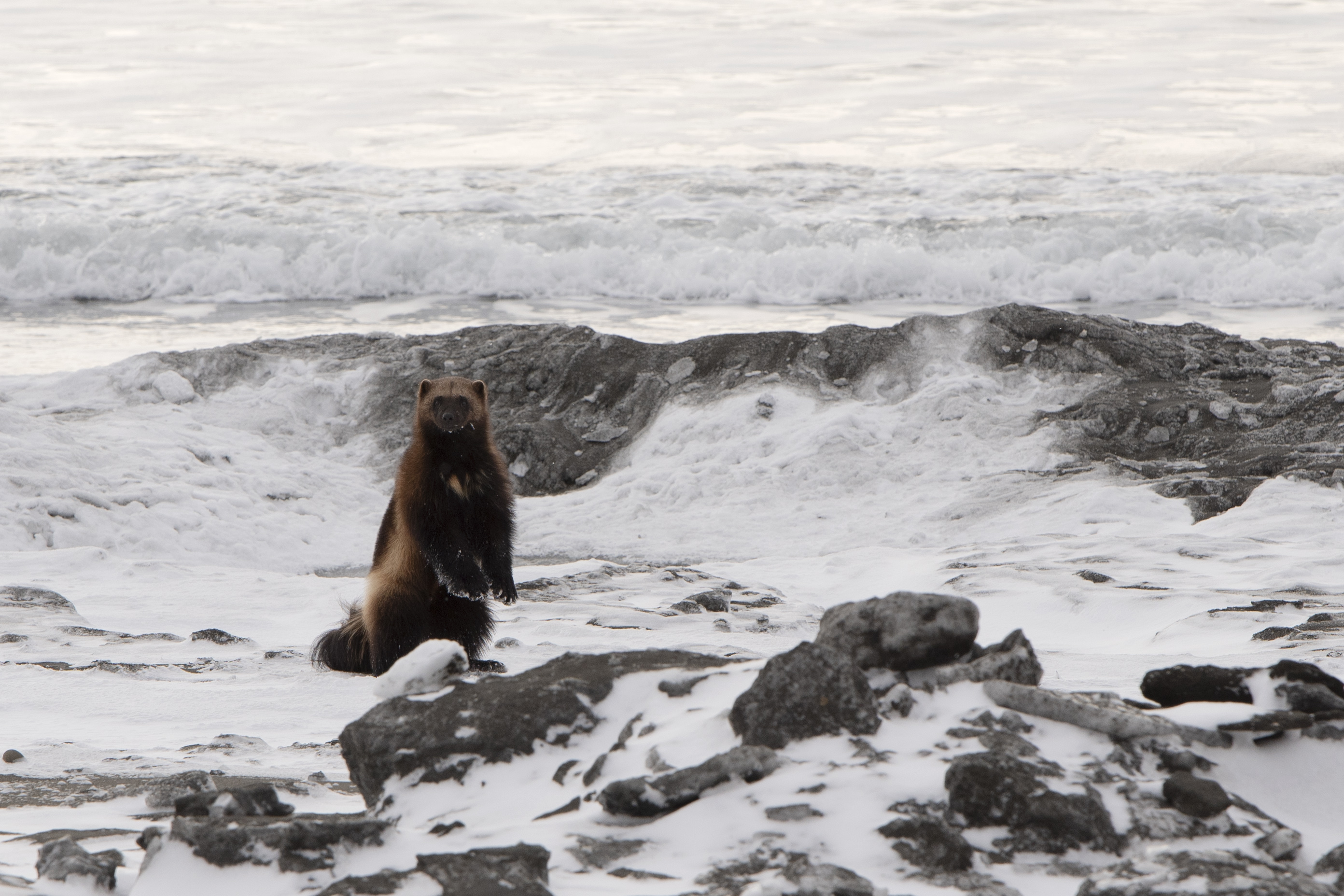 Росомаха покоряет Арктику
