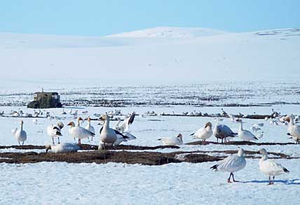 НА ПТИЧЬЕМ БАЗАРЕ