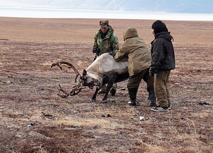 СНАЧАЛА МЯСО,  ПОТОМ ШКУРЫ