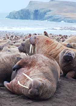 МОРЖ ВСЕМУ ГОЛОВА