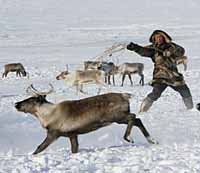 ОЛЕНЕЙ СЧИТАЮТ В НОВЫЙ ГОД
