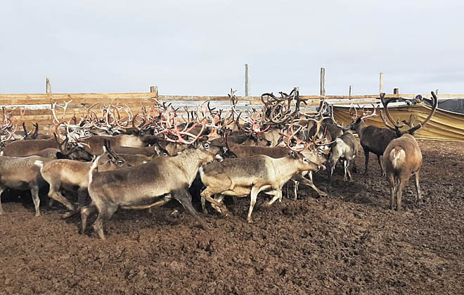 Племенной репродуктор определил элитный класс
