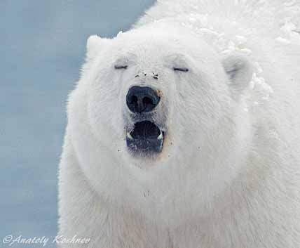 ЛИЦОМ К ЛИЦУ С ПОЛЯРНЫМ ХИЩНИКОМ