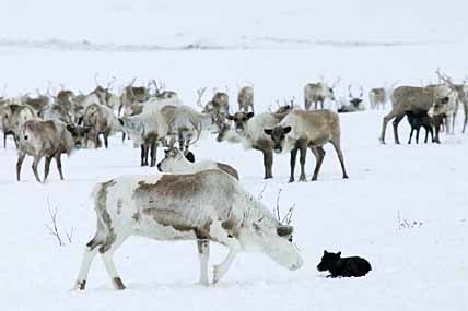 ЗАДАЧА – СОХРАНИТЬ ПОТОМСТВО