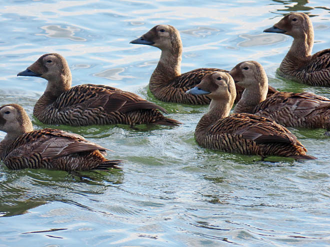 Птицы Чаунской губы