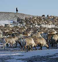 ПАСТУШЬИ ЗАБОТЫ БЕРЕГОВЫХ ЖИТЕЛЕЙ