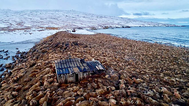 Морж уходит на север