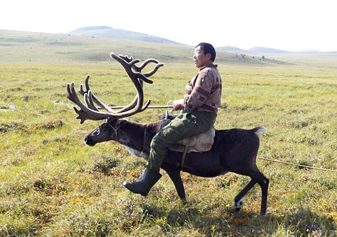 Олени повезут в стартап
