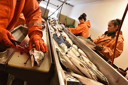 ЛОВИТЬ, ЧТОБЫ РЕАЛИЗОВАТЬ