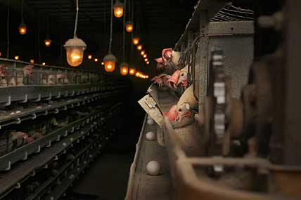 ПТИЦЕФАБРИКА С СЕВЕРНЫМ ХАРАКТЕРОМ