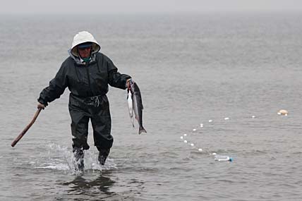ГОРБУША НЕ ДАЁТ ПРОХОДА
