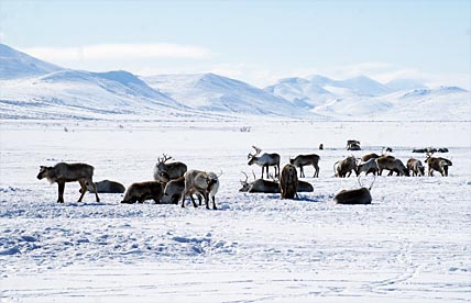 «ПИОНЕР» НЕ СТАВЯТ В ПРИМЕР