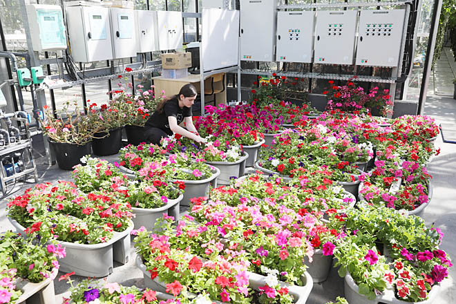 Ароматы клумб и свежих огурцов