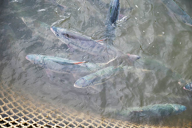 Природа рыбного антирекорда