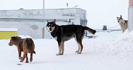 БЕЗ ВЛАДЕЛЬЦА, БЕЗ НАДЗОРА