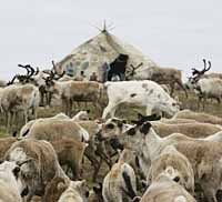 ОЛЕНЕЙ СТАНЕТ БОЛЬШЕ