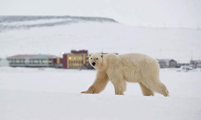 Умка пока вне угрозы