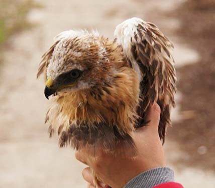 ПТЕНЦА ВЕРНУЛИ В РОДНОЕ ГНЕЗДО
