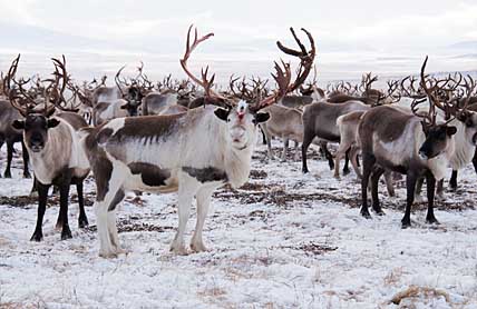 СТАДУ ПОМОЖЕТ ЭЛИТНЫЙ ОЛЕНЬ