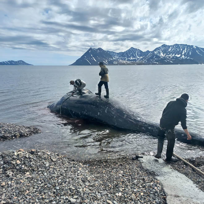 Морские охотники села Нового Чаплино добыли двух серых китов в течение одного дня