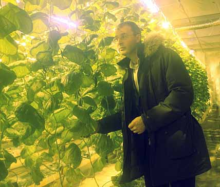 ГУБЕРНАТОР ОЦЕНИЛ АНАДЫРСКИЕ ОГУРЦЫ