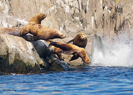 МОРСКИХ ЛЬВОВ ВЗЯЛИ НА КАРАНДАШ