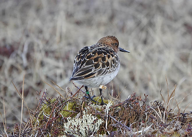Исчезающий вид вселяет оптимизм