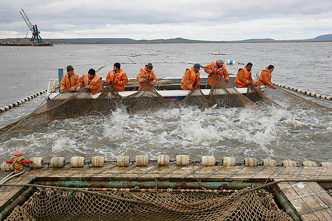 Улов рекордный, вопросы серьёзные