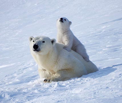 В ЖЕМЧУЖИНУ АРКТИКИ НЕЛЬЗЯ НЕ ВЛЮБИТЬСЯ