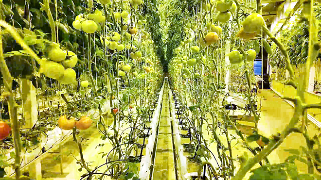 Северный овощ поспеет к столу