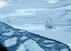 УЧЁНЫЕ ВЫШЛИ НА ПОИСК УМКИ