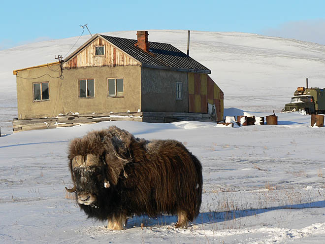 Овцебыки обживают Ушаковское