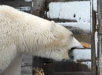 КТО В АРКТИКЕ ХОЗЯИН?