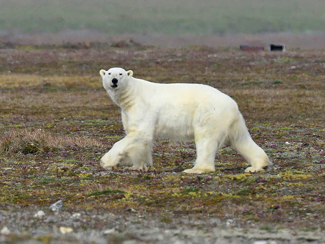 Настоящее «беломедвежье»