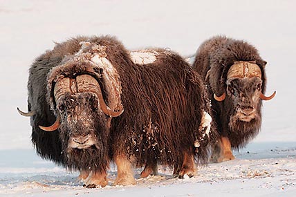 БЫКИ ОСТРОВА ВРАНГЕЛЯ