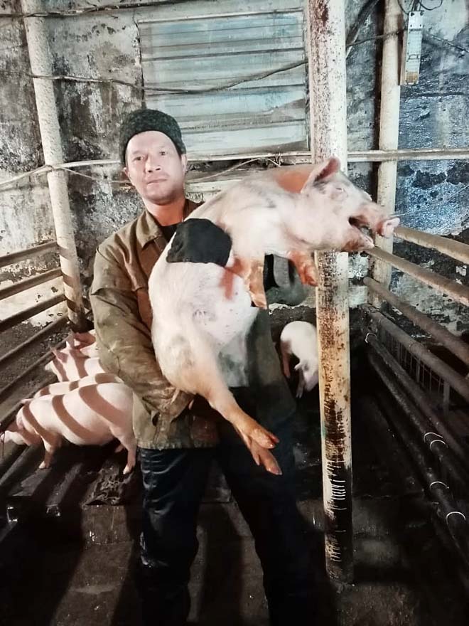 Хрюшек не стеснят несушки