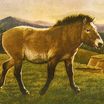 От степей Берингии до ленских берегов