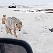 Когда звери не таятся