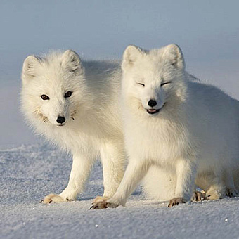 Кочевники ледяной пустыни