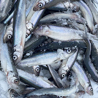 С гольцом и корюшкой