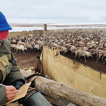 Ставка на рост поголовья