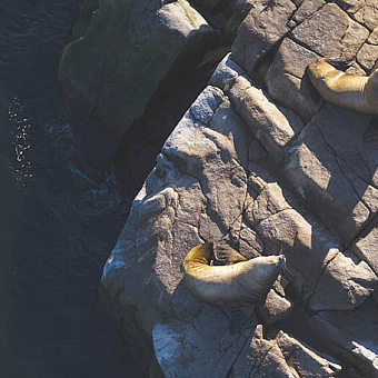 Морские львы предпочитают север