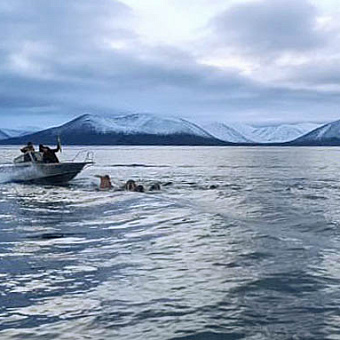 Промысел в Сенявинском проливе