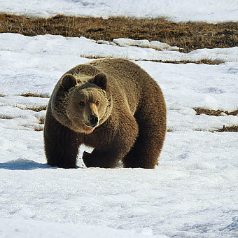 Томгайнын – в тундре хозяин