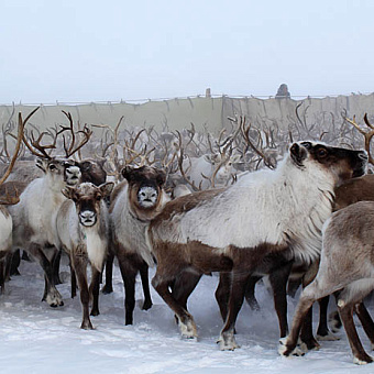 «Пионер» ждёт крепких морозов