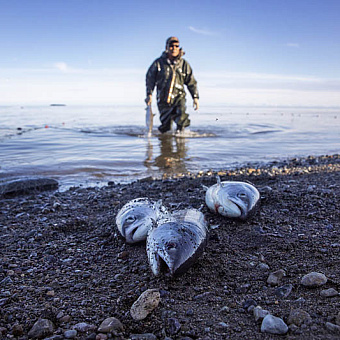 Лососю дадут пройти